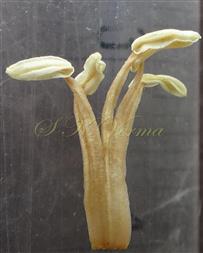  Group of stamens